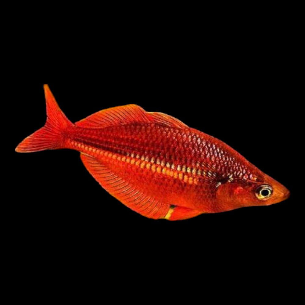 Red Rainbowfish