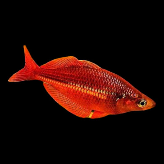 Red Rainbowfish