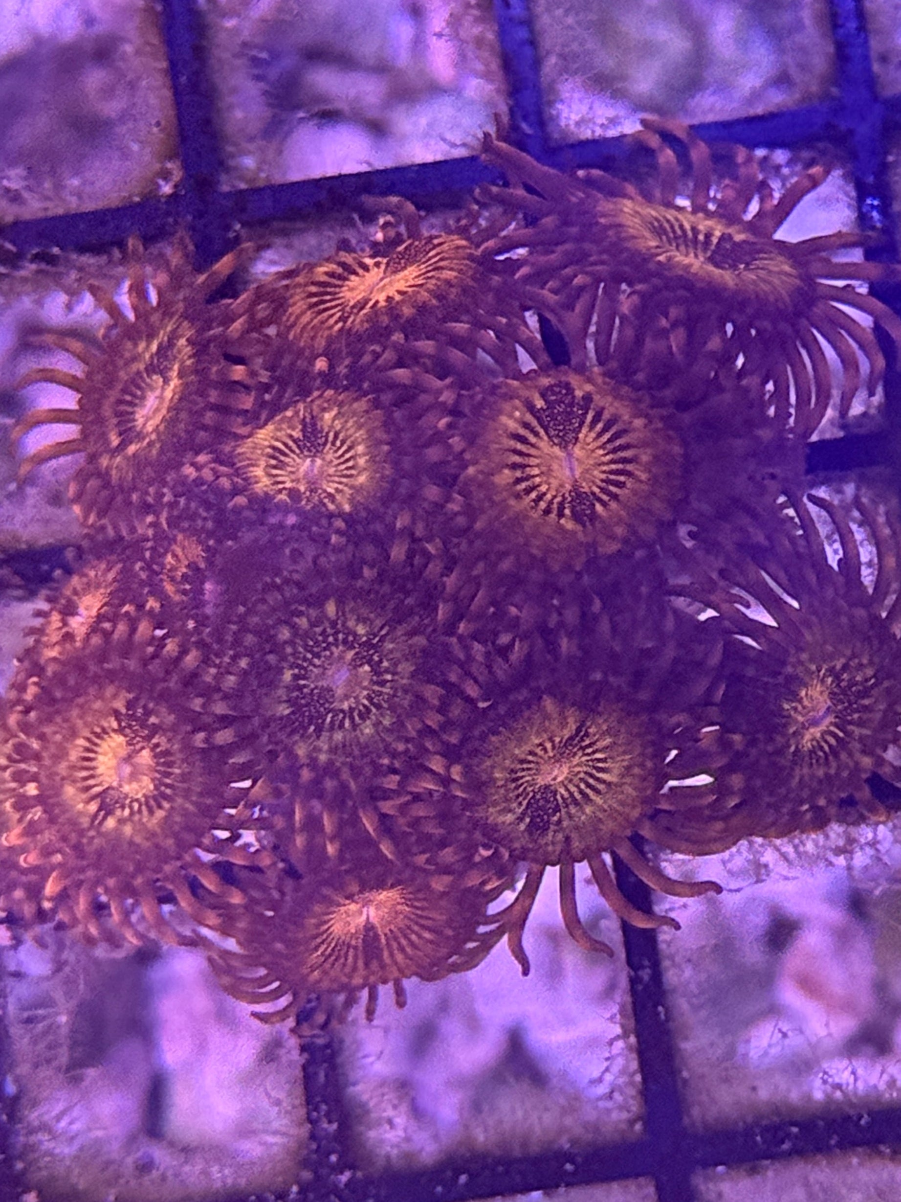 Biogen Red Rage Red Rage frag - 2-3 polyps – Wet Pets Aquatics