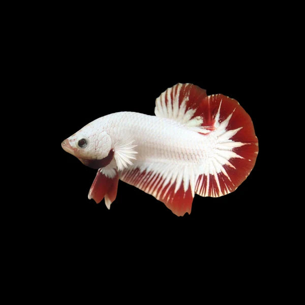 Dragon Snow White Red Betta - Male