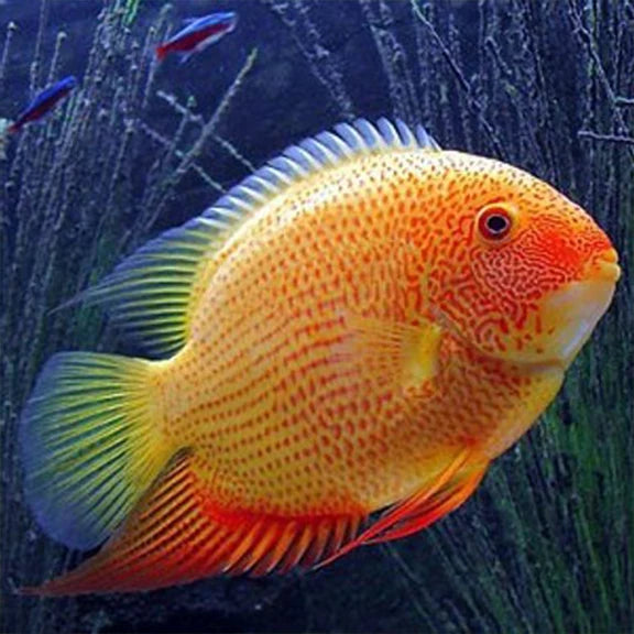 Cichlid - Red Spot Gold Severum