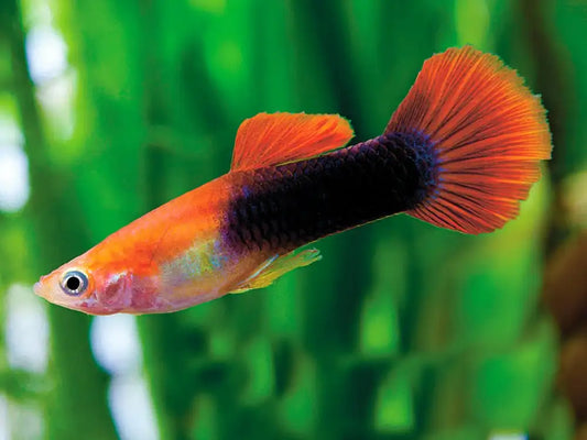 Tuxedo Red Guppy