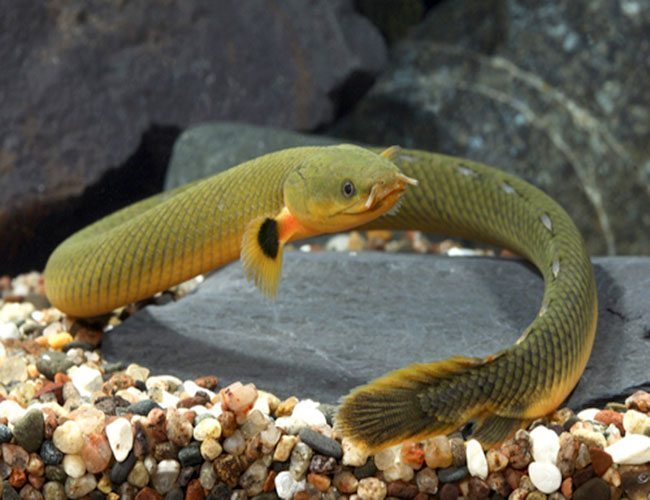 Ropefish