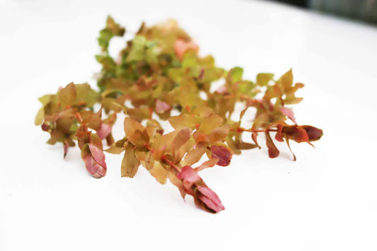 Rotala "Small Leaf" Macrandra (Giant Red Rotala, Rose Red Rotala)