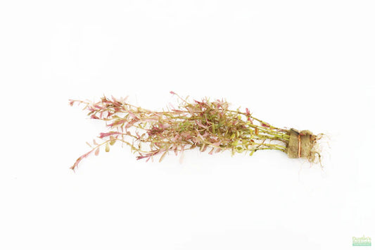 Rotala Rotundifolia (Dwarf Rotala, Pink Baby Tears, Roundleaf Toothcup, and Pink Rotala)