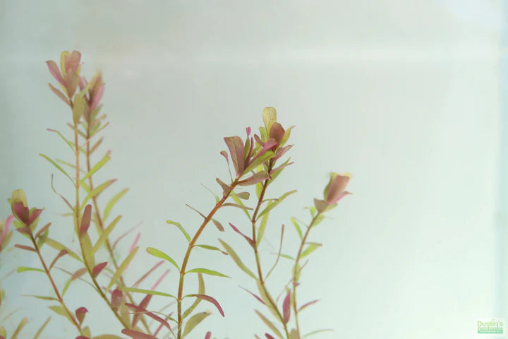 Rotala Rotundifolia (Dwarf Rotala, Pink Baby Tears, Roundleaf Toothcup, and Pink Rotala)