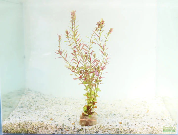 Rotala Rotundifolia (Dwarf Rotala, Pink Baby Tears, Roundleaf Toothcup, and Pink Rotala)