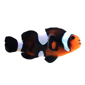 Misbar Darwin Ocellaris Clownfish