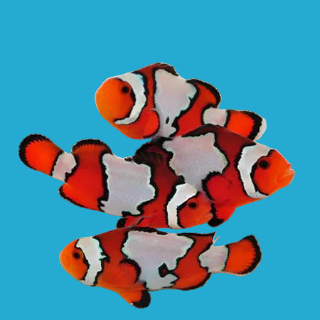 Snowflake Ocellaris Clownfish - Tank Bred
