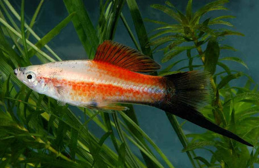 Pineapple Candy Wag Swordtail