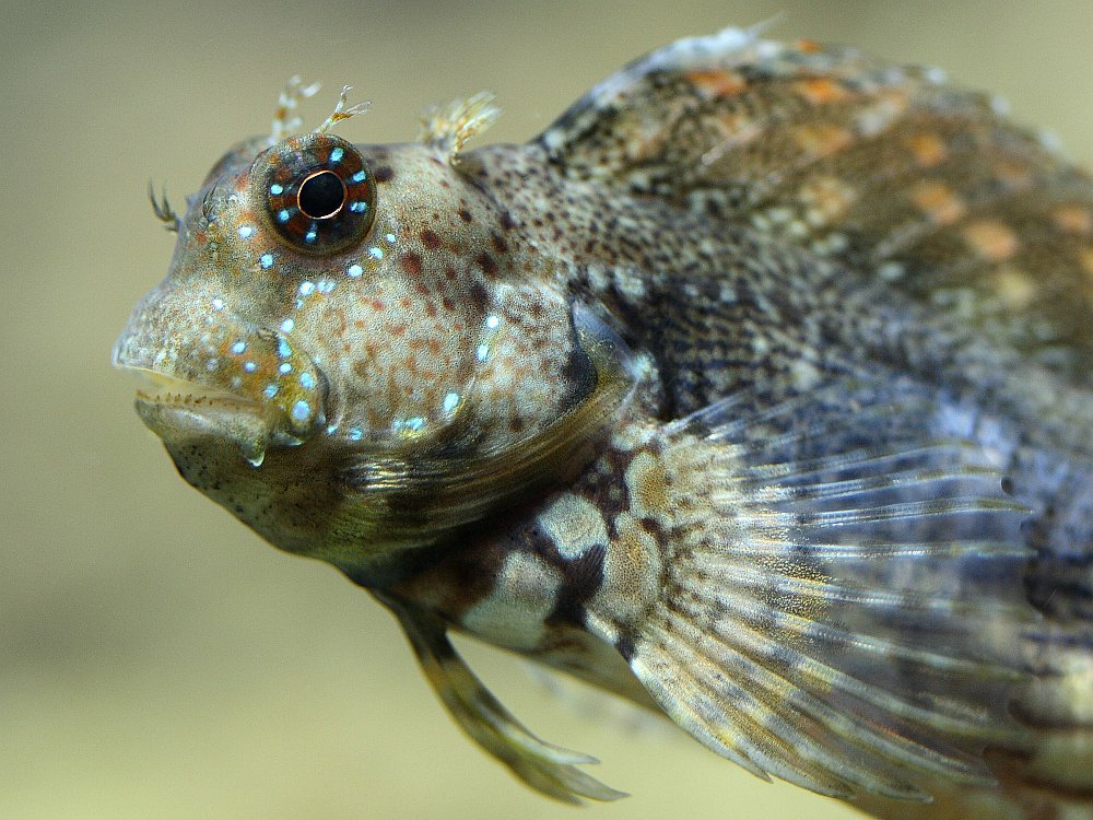 Lawnmower Blenny (Sailfin)