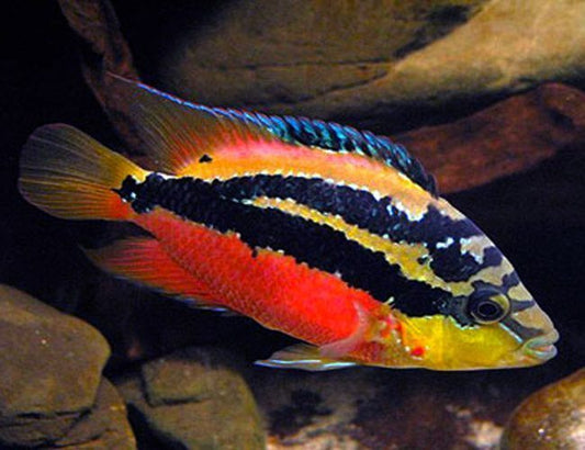 Cichlid - Salvini
