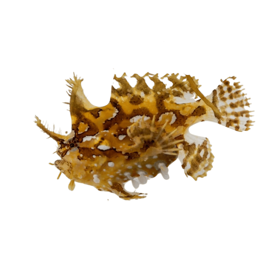 Zebra Sargassum Anglerfish