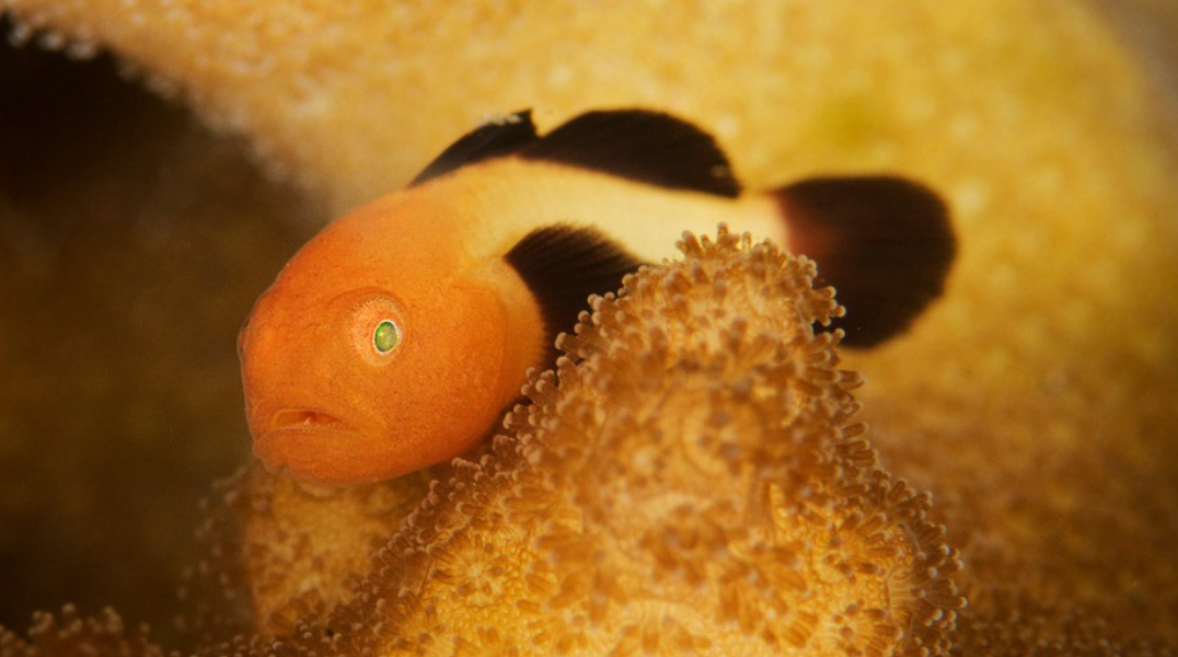 Panda Goby
