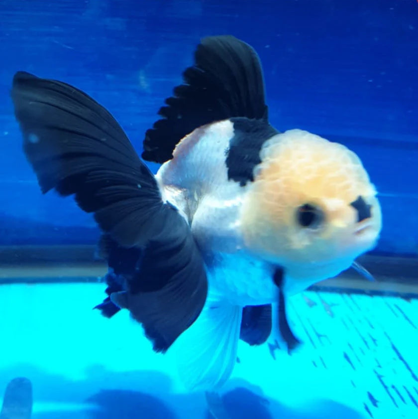 Panda Oranda Goldfish