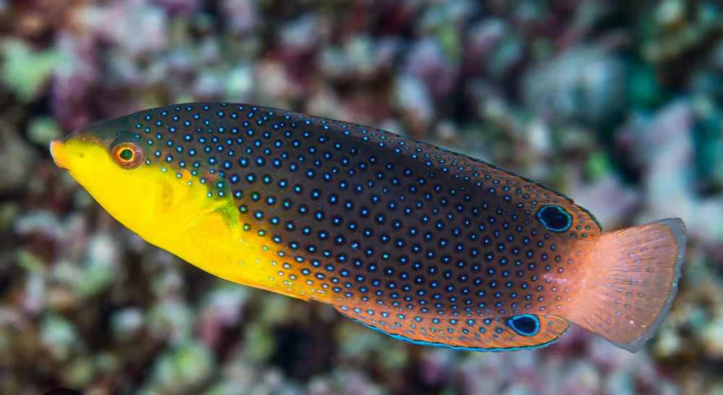 Yellowchest Twist Wrasse
