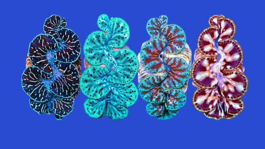 Maxima Clam - Aquacultured - Ultra Grade
