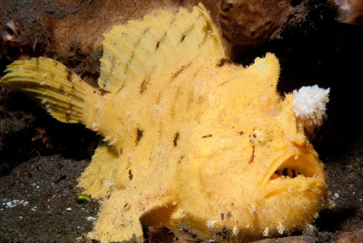 Sargassum Frogfish