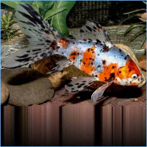 Calico Shubunkin Goldfish