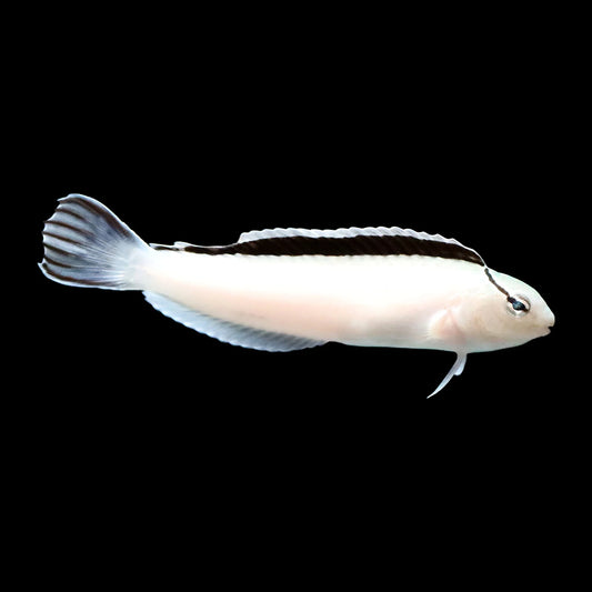 Smiths Blenny
