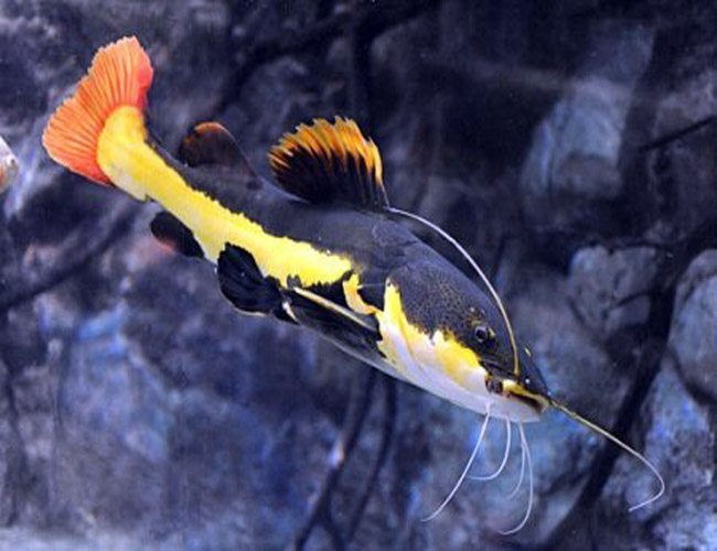 Redtail Catfish