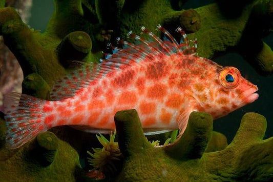 Lyretail Hawkfish