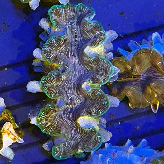 Squamosa Clam - Aquacultured