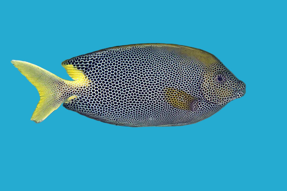 Star Spotted Rabbitfish