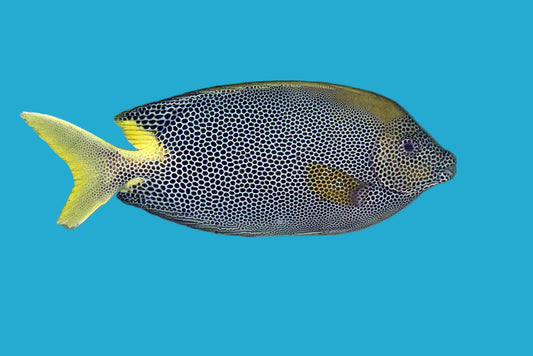 Star Spotted Rabbitfish