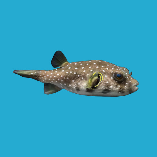 Stars and Stripes Puffer