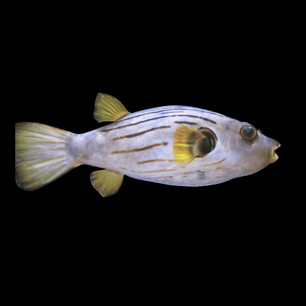Striped Dogface Puffer