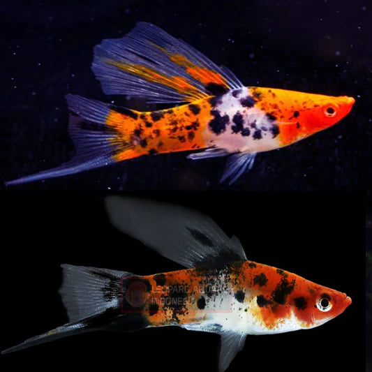 Tricolor Koi Swordtail