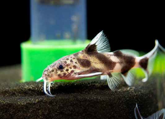 Synodontis Valentine Catfish