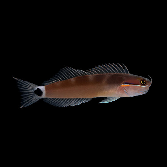 Tailspot Blenny
