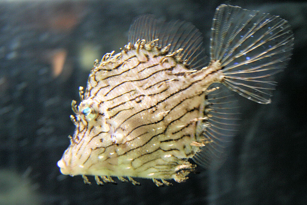 Tassel Filefish