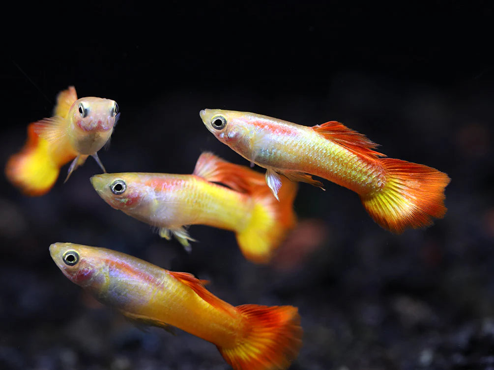 Tequila Sunrise Guppy - Male