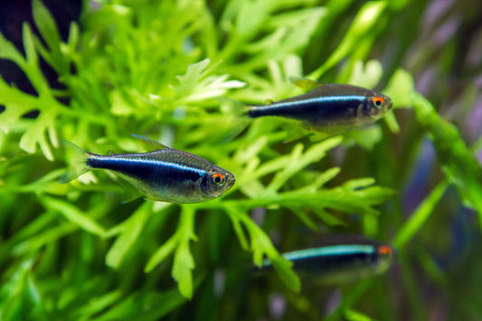 Black Neon Tetra