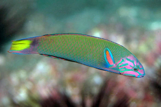 Lunare / Lyretail Wrasse