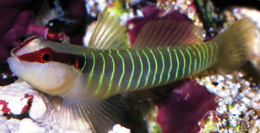 Green Banded Goby