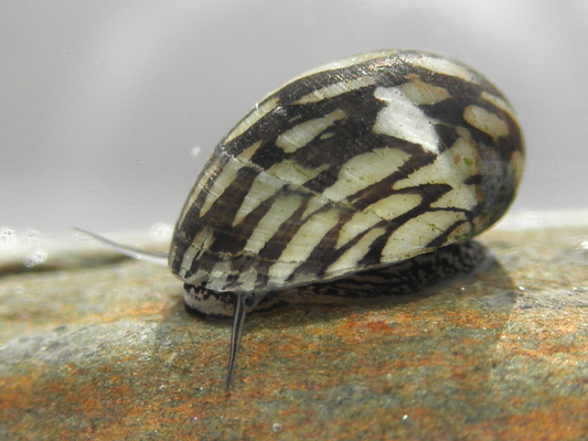 Marine Nerite Snail