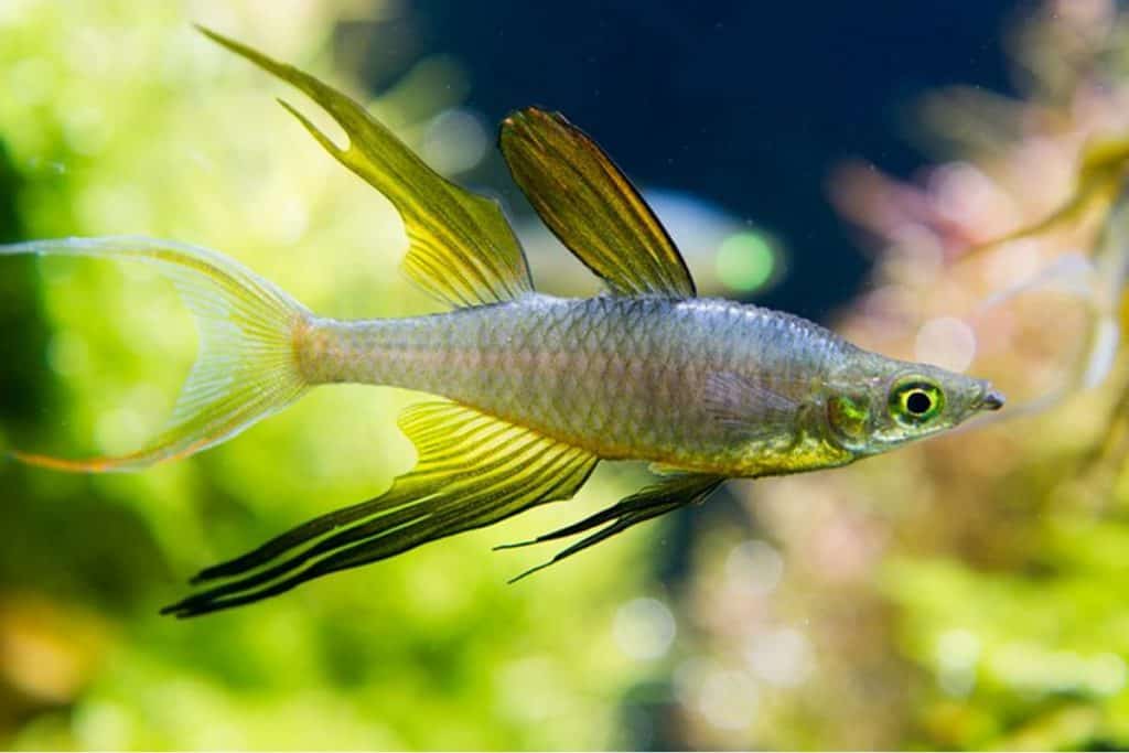 Threadfin Rainbowfish
