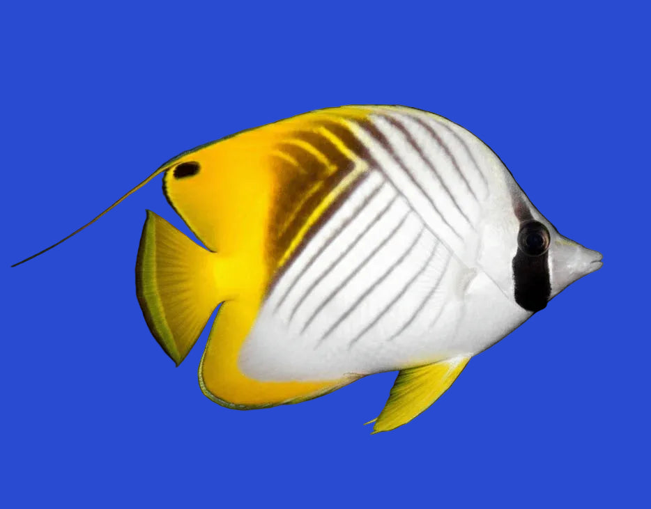 Auriga Threadfin Butterflyfish