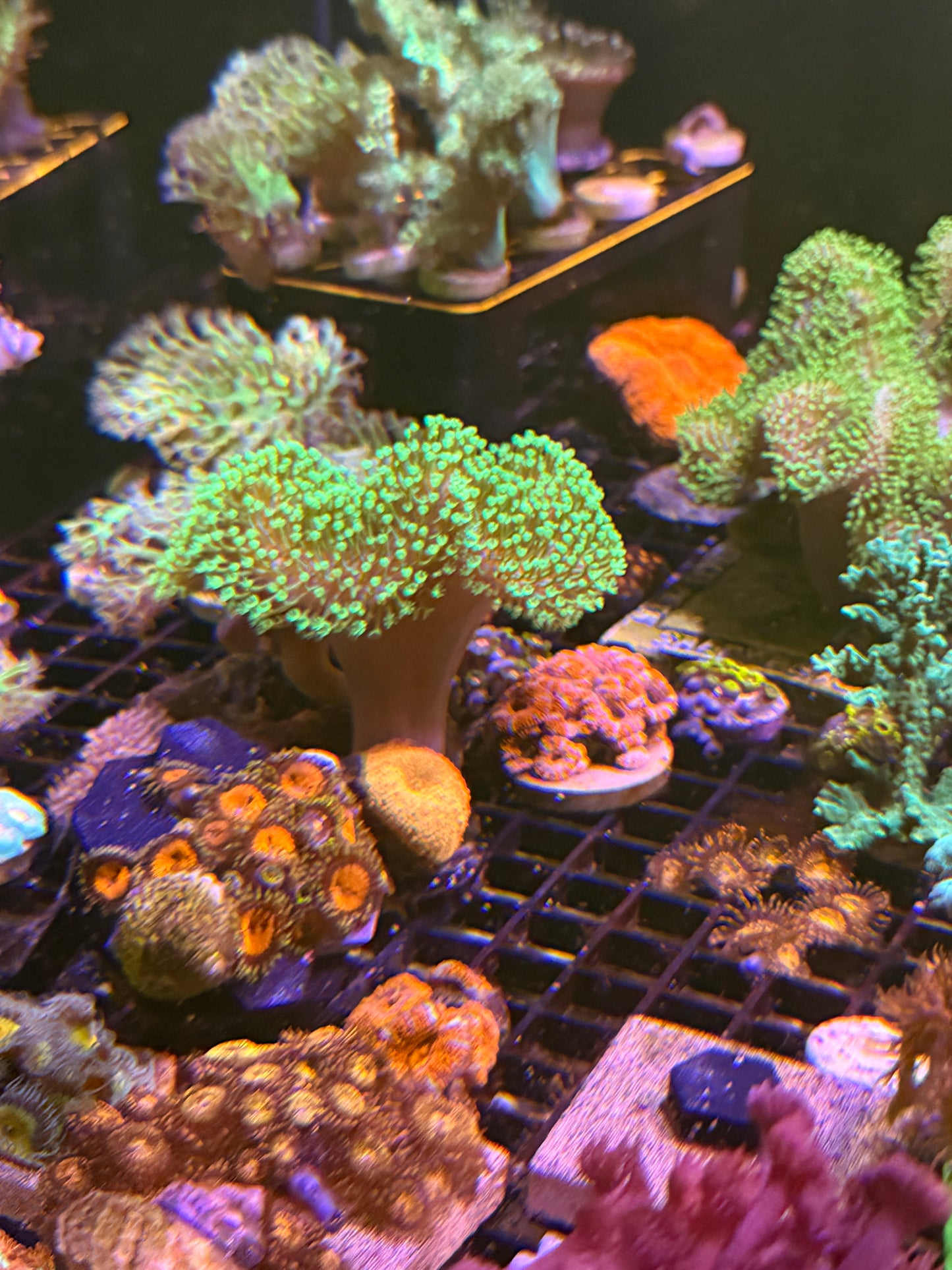WYSIWYG Large Crown Colony Neon Toadstool with 3 Jawbreaker mushrooms attached