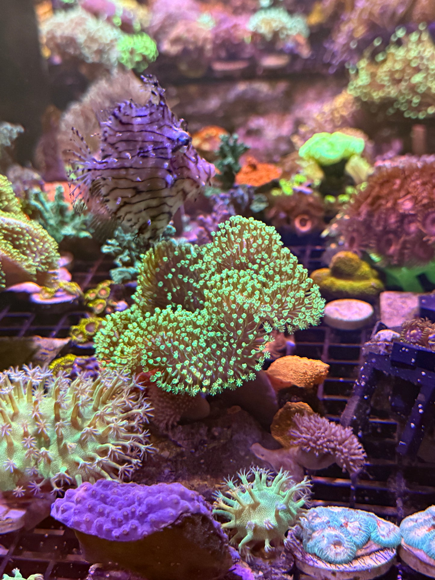 WYSIWYG Large Crown Colony Neon Toadstool with 3 Jawbreaker mushrooms attached
