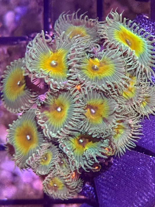 Toxic Paly - 2-3 polyps