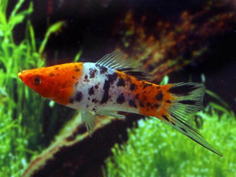 Tricolor Koi Swordtail