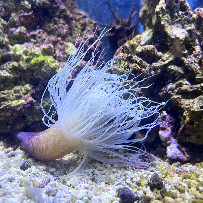 Colored Tube Anemone