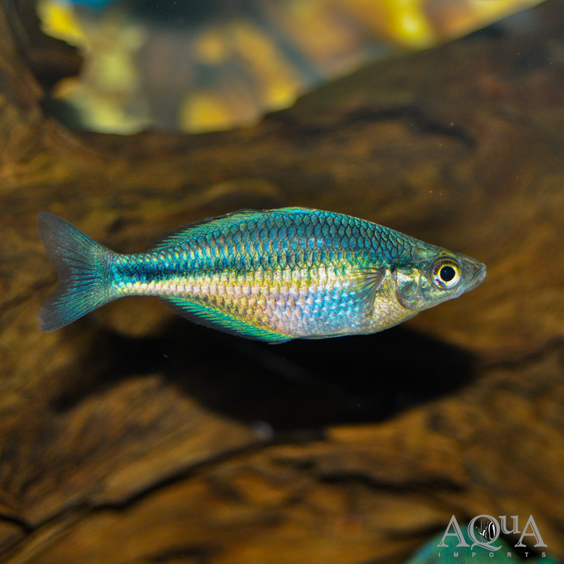 Turquoise Rainbowfish