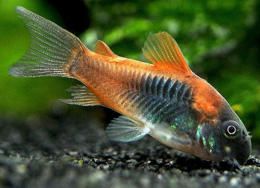 Red Sailfin Venezuela Cory