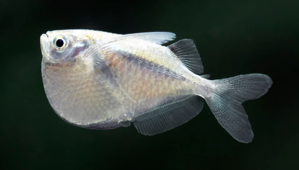 Platinum Hatchetfish